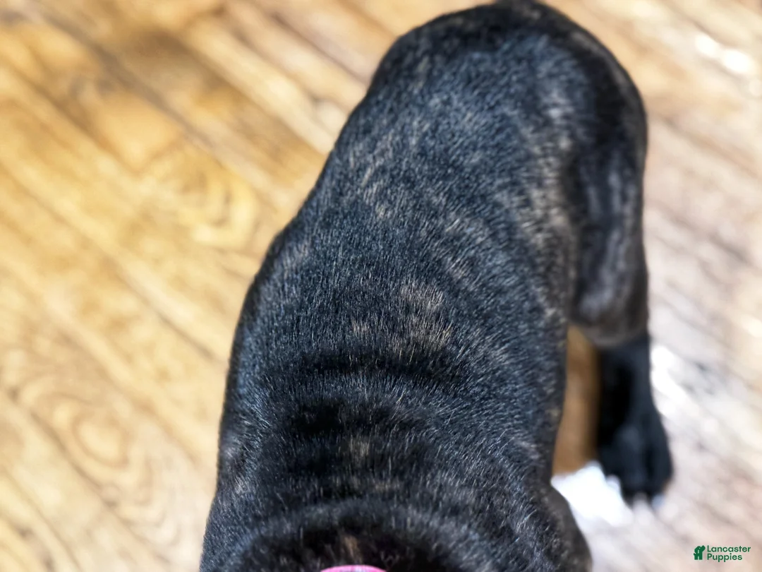 Great Dane dogs for sale: Luna  - Ad 7