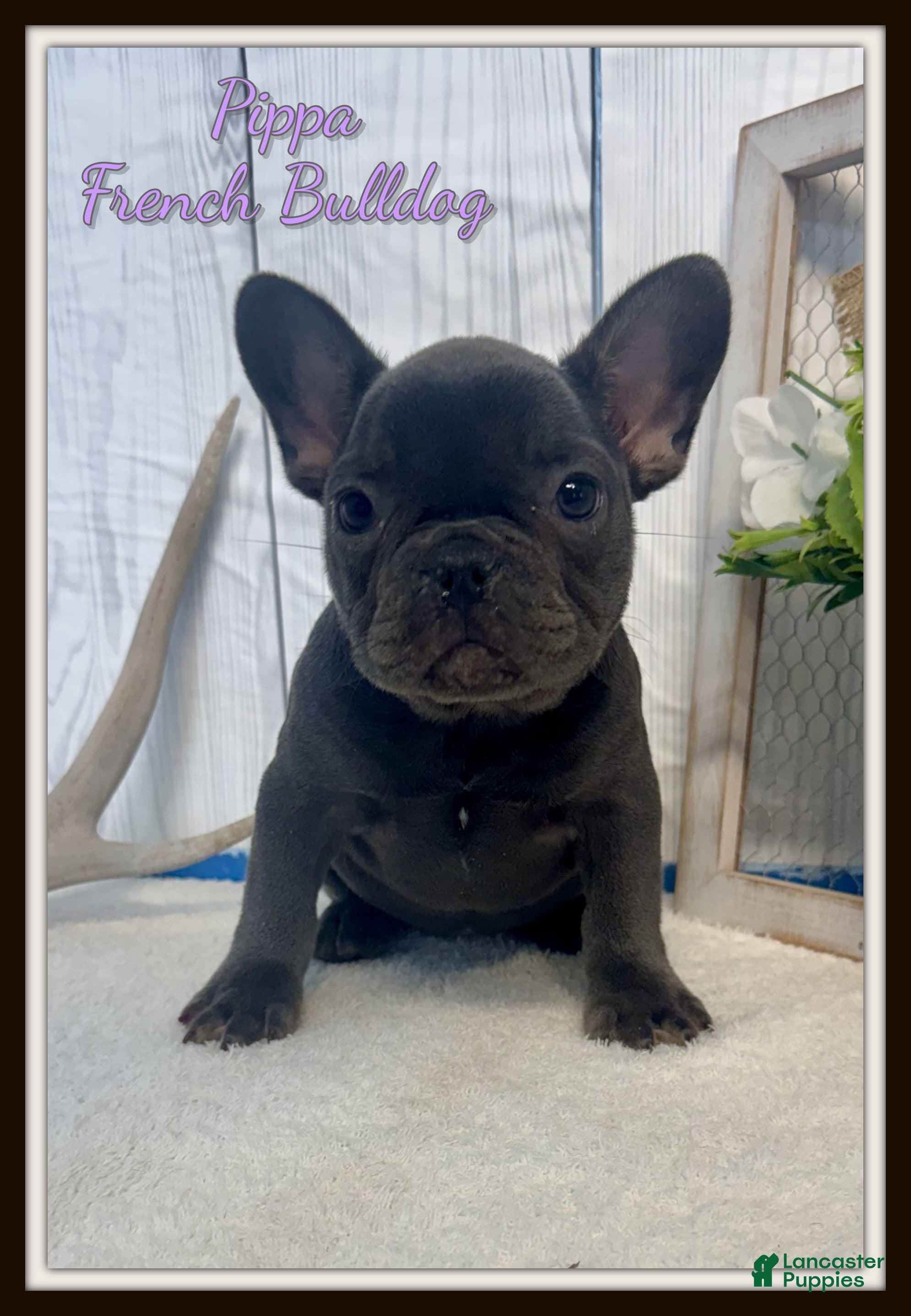 French Bulldog dogs Pippa - Ad 1