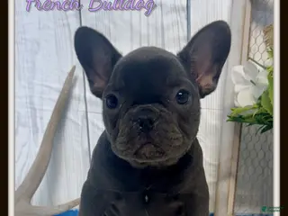 French Bulldog dogs for sale: Pippa - Ad 4