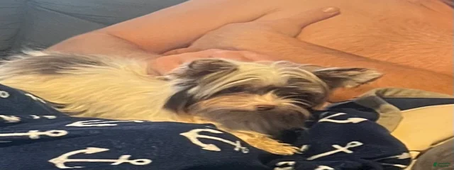 Kya - AKC