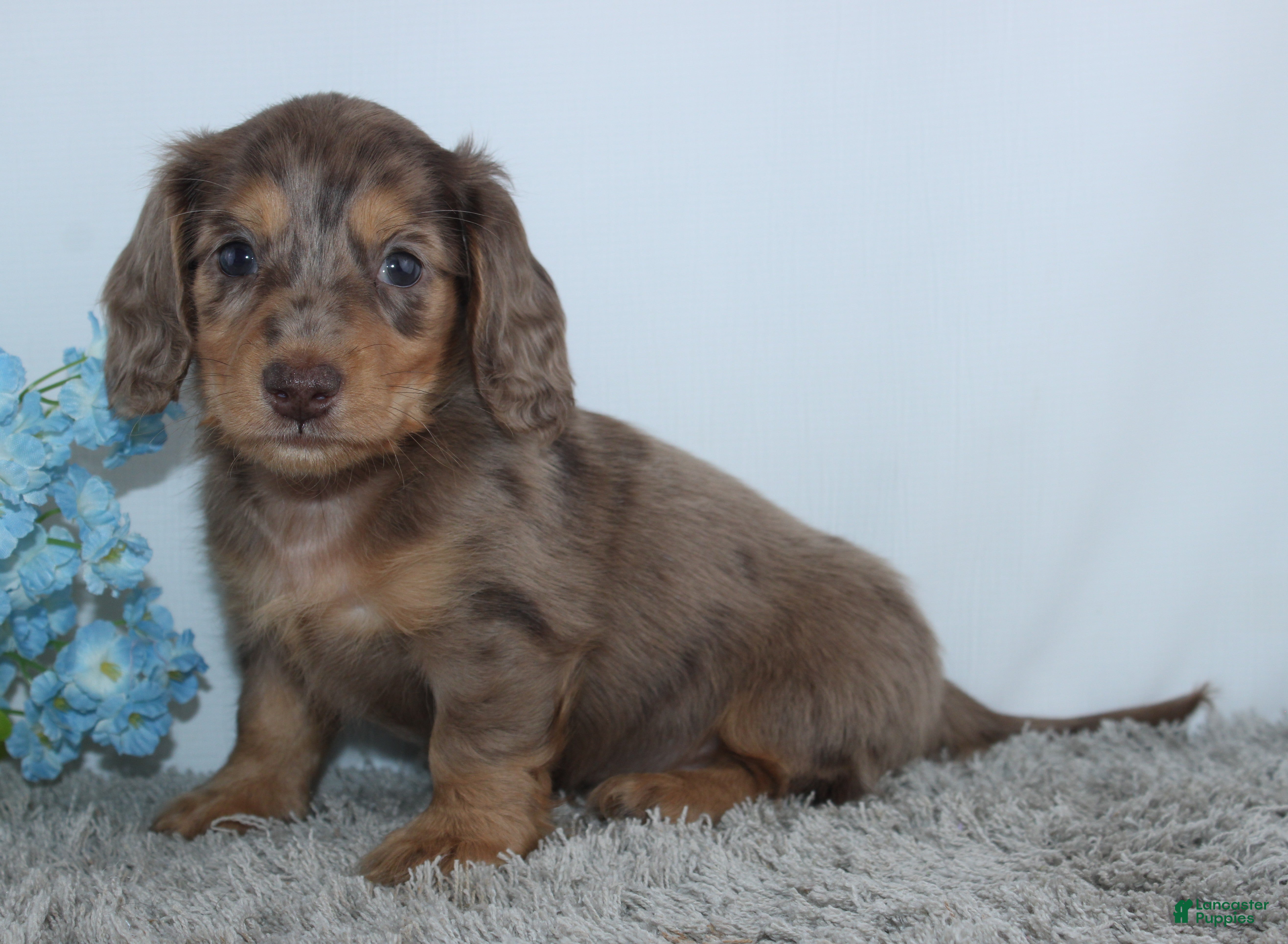 Miniature Dachshund dogs Lawrence - Ad 2