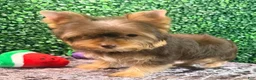 Yorkiepoo dogs for sale: Charlie - Ad 2