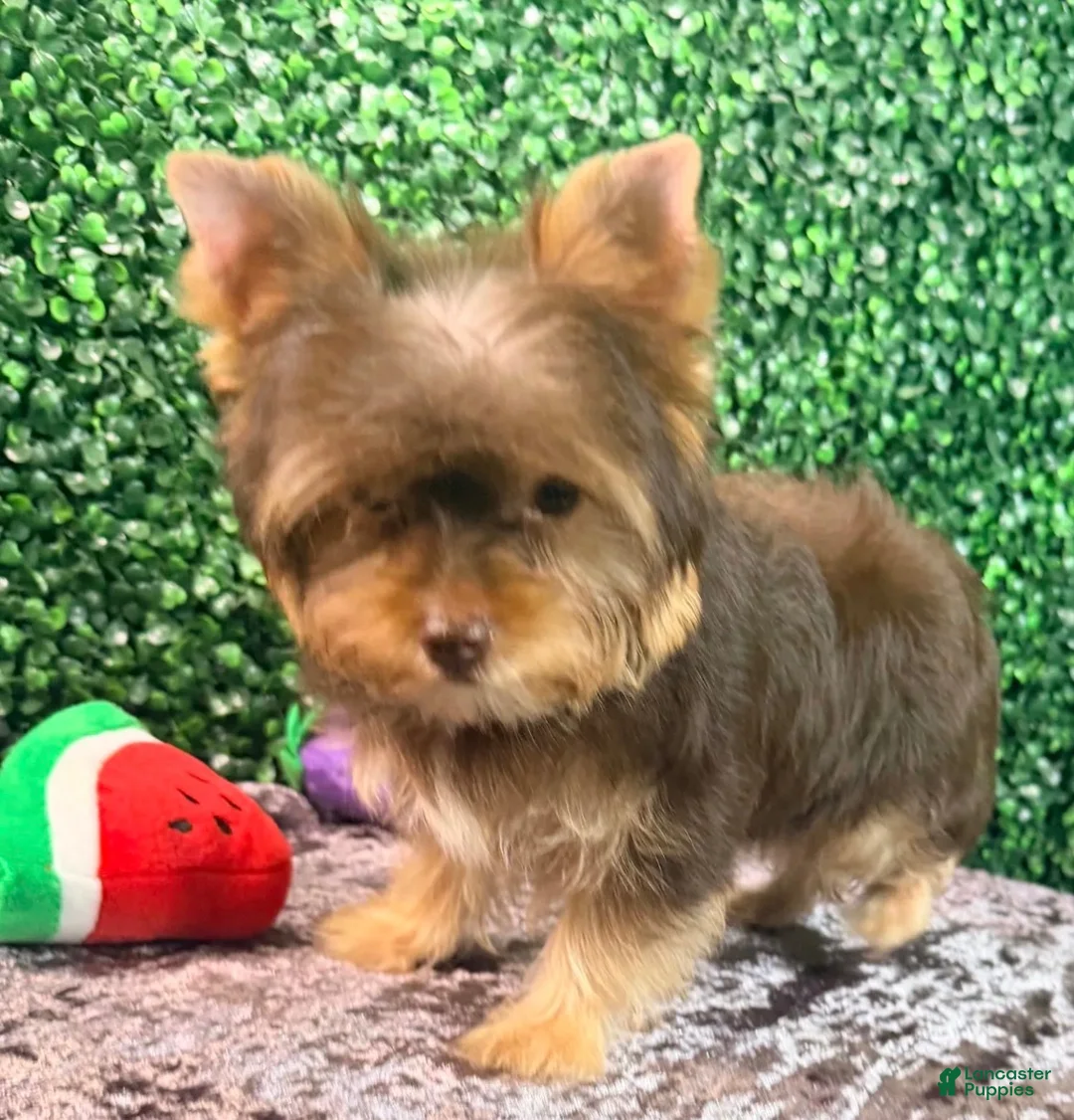 Yorkiepoo dogs for sale: Charlie - Ad 2