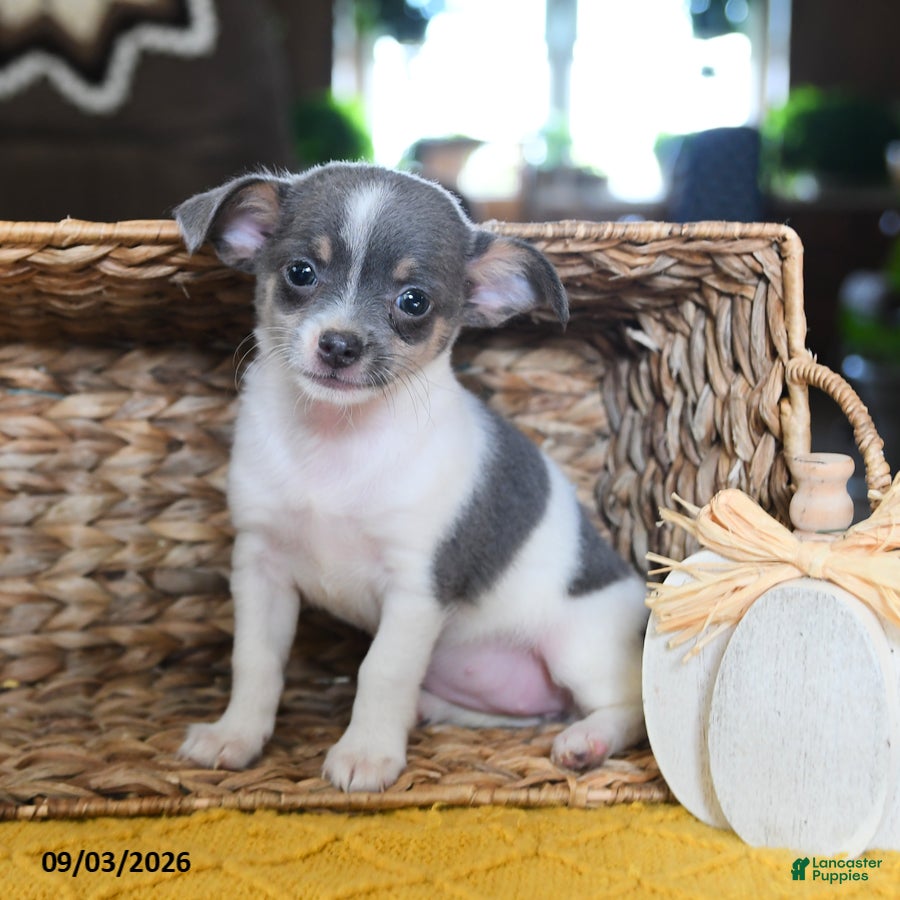 Chihuahua dogs Lola - Ad 1