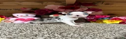 Boston Terrier dogs for sale: Boston Terrier 6 - Ad 3