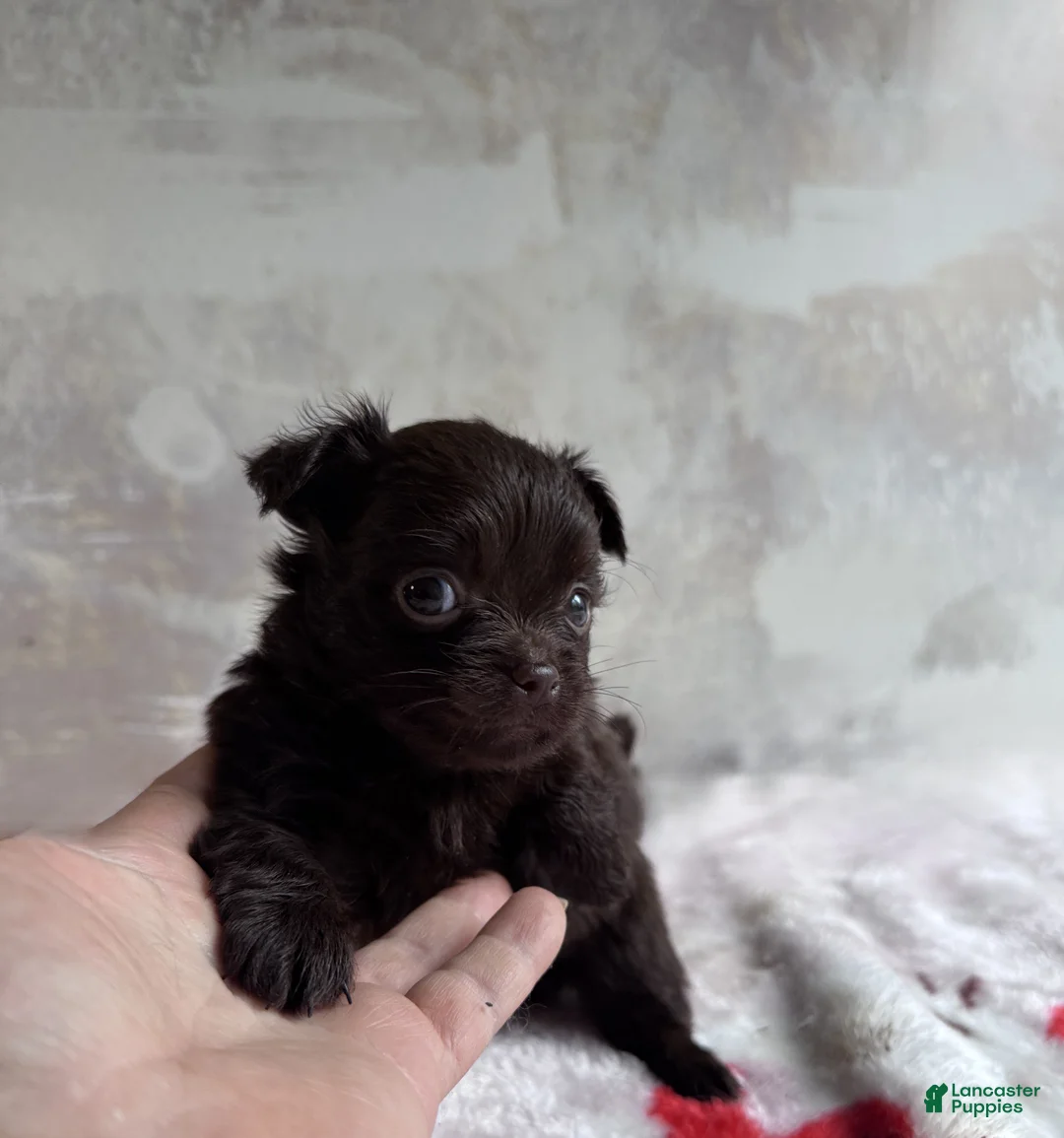 Mixed Breed dogs for sale: Cookie - Ad 1