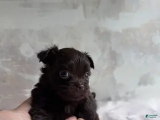 Mixed Breed dogs for sale: Cookie - Ad 1