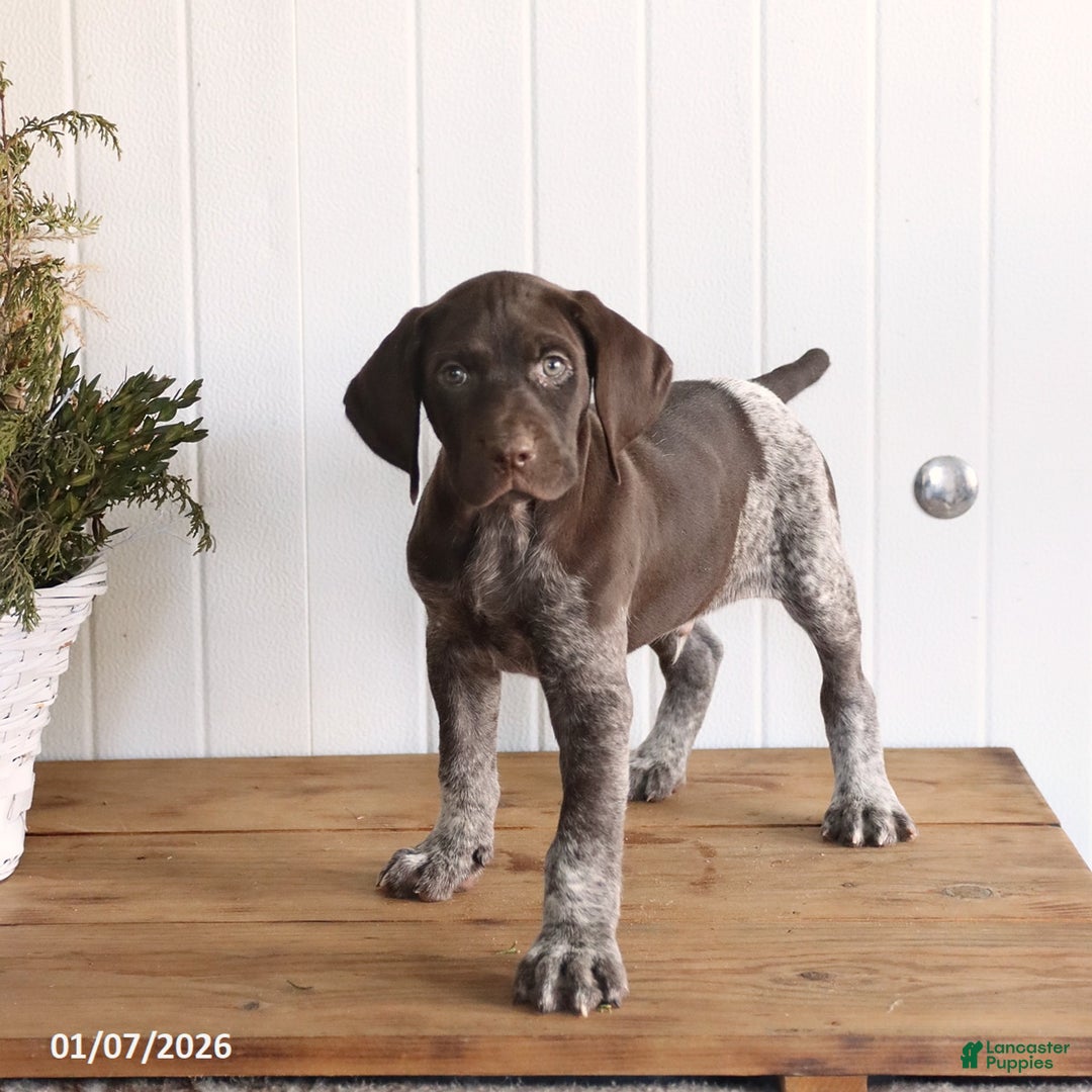 German Shorthaired Pointer dogs for sale: Leo - Ad 2