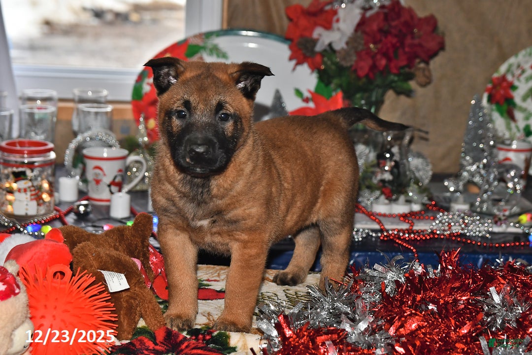 Belgian Malinois dogs for sale: Ivy - Ad 5