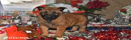 Belgian Malinois dogs for sale: Ivy - Ad 10
