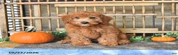 Mini Goldendoodle dogs for sale: Chester - Ad 5