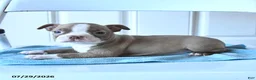 Boston Terrier dogs for sale: Tiny - Ad 3