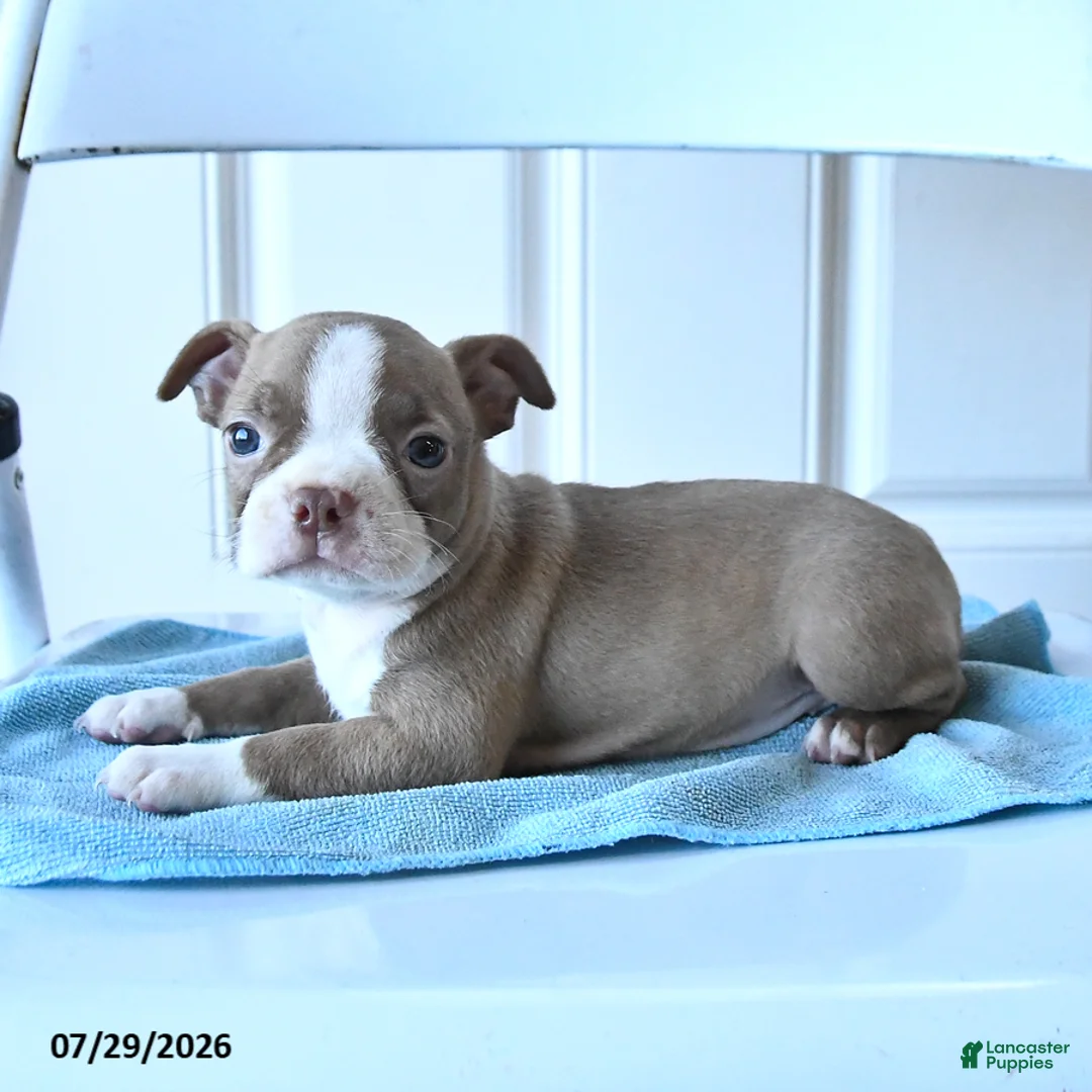Boston Terrier dogs for sale: Tiny - Ad 3