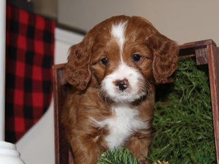 Cavapoo dogs Ember - F1B Cavapoo Female - Ad 18