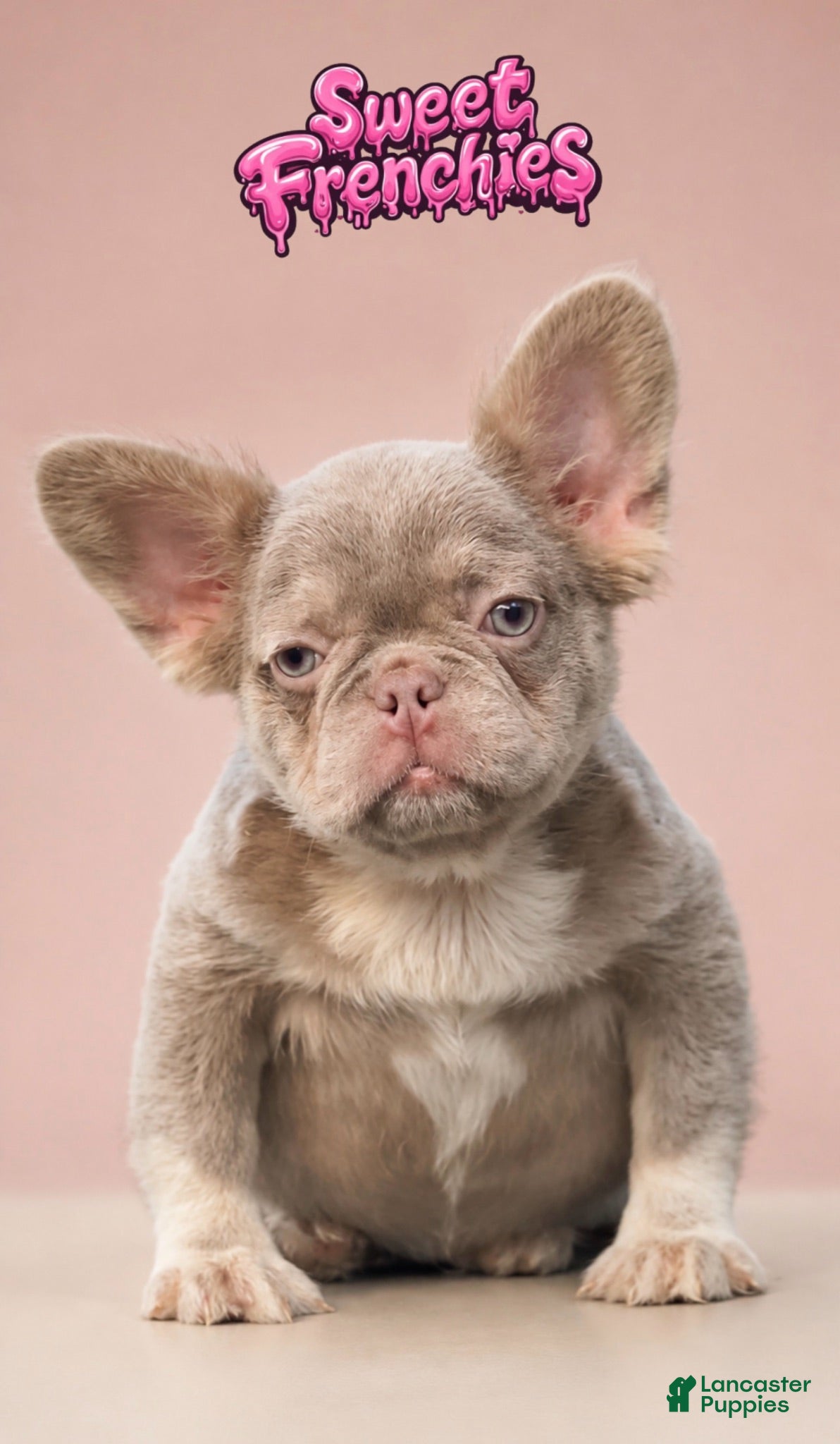 French Bulldog dogs Britney - Ad 1