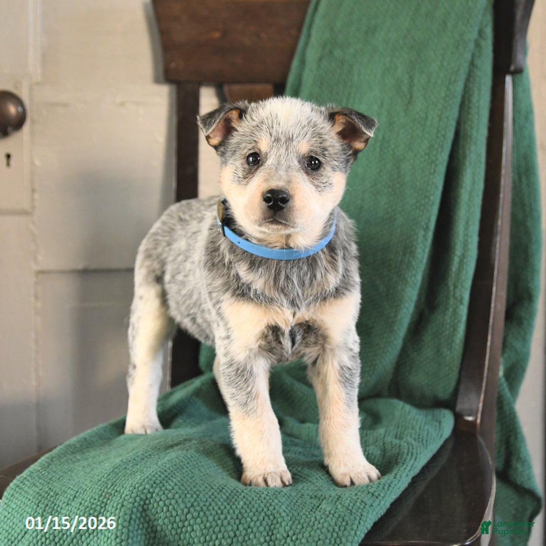 Australian Cattle Dog dogs for sale: Moonlight - Ad 1