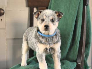 Australian Cattle Dog dogs Moonlight - Ad 31