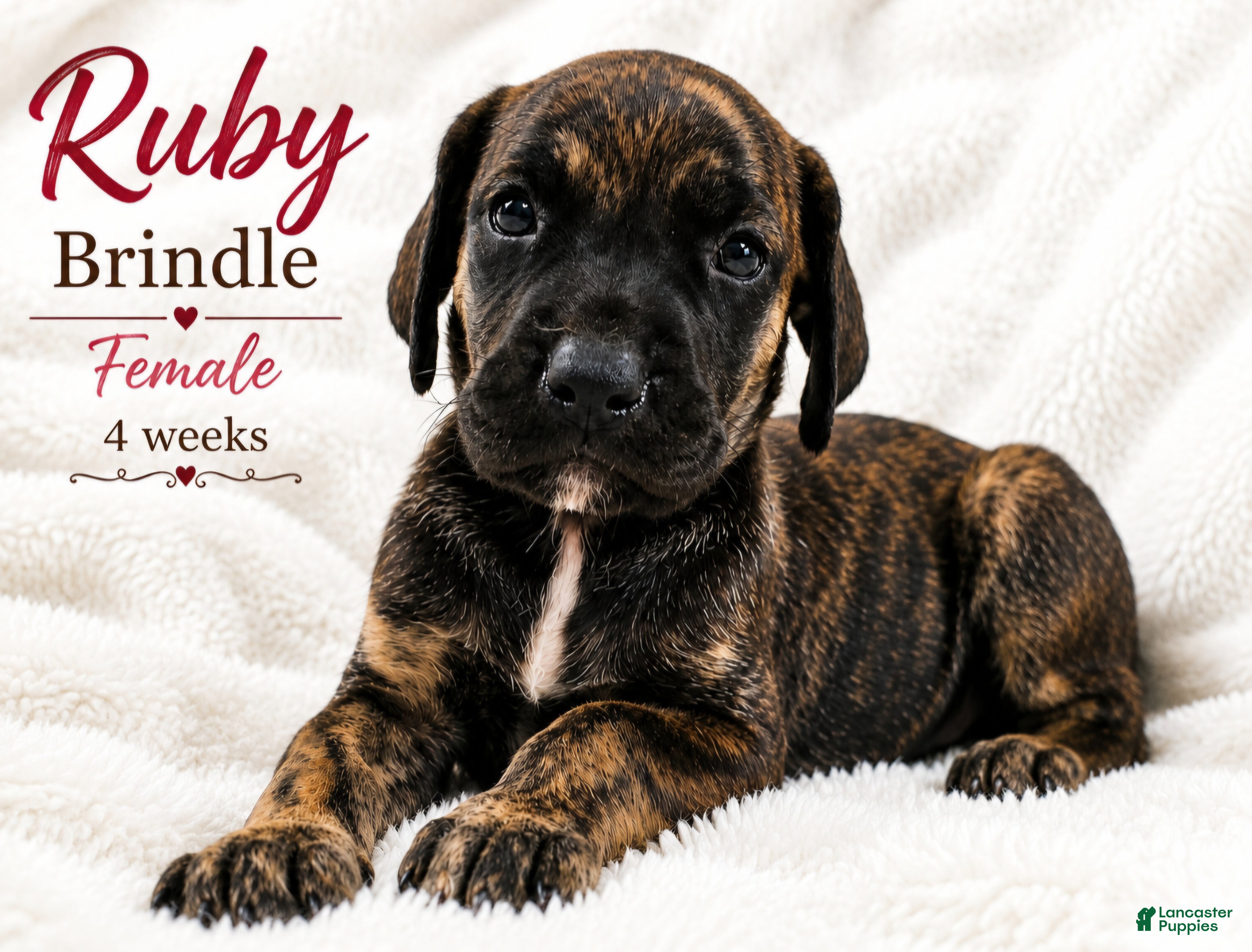 Great Dane dogs Ruby - Ad 42
