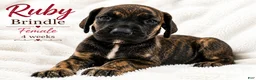 Great Dane dogs for sale: Ruby - Ad 6