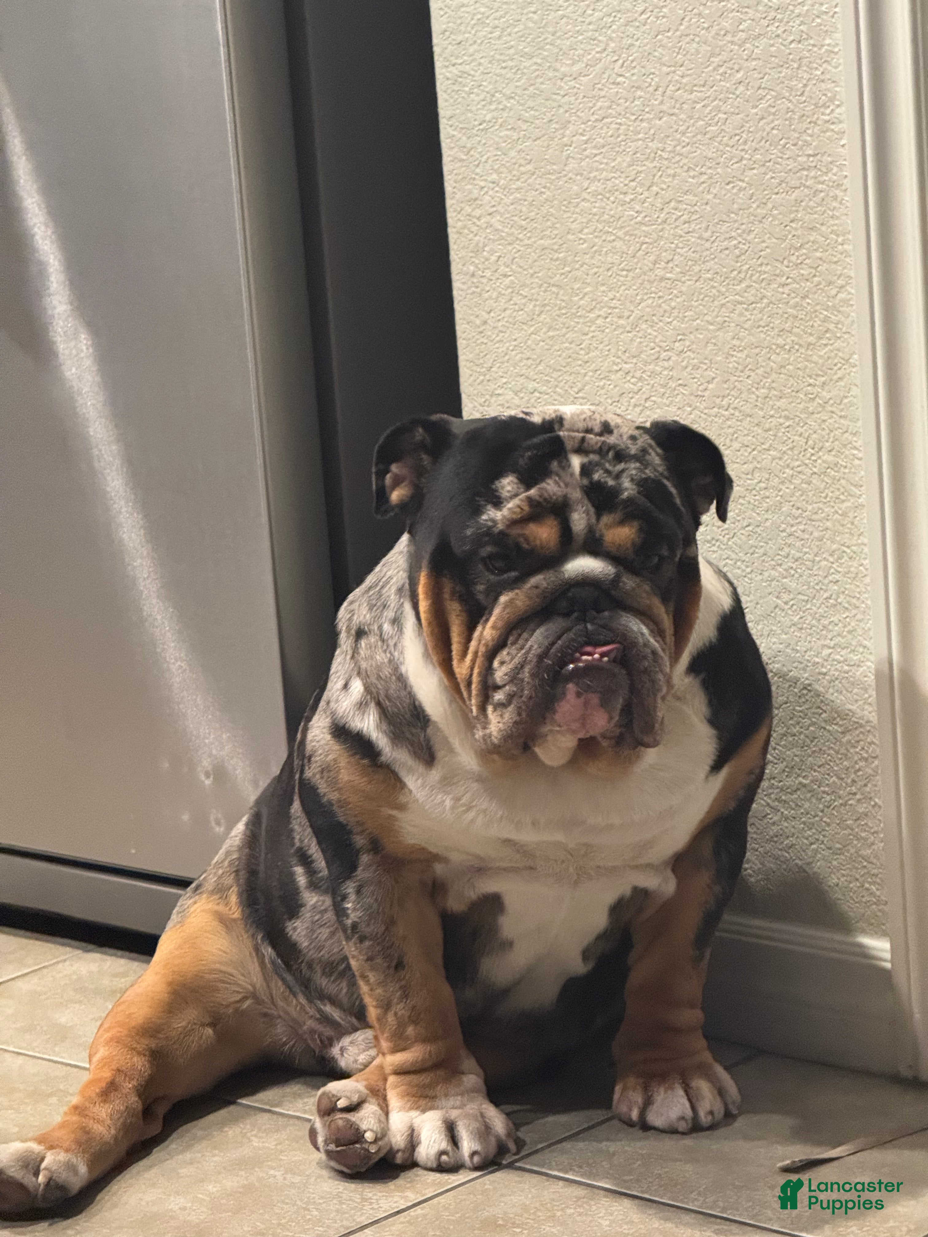 English Bulldog dogs Diesel - Ad 1