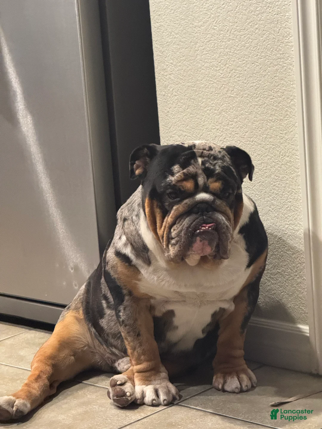 English Bulldog dogs for stud: Diesel - Ad 1