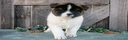 Akita dogs for sale: Savanah  - Ad 3
