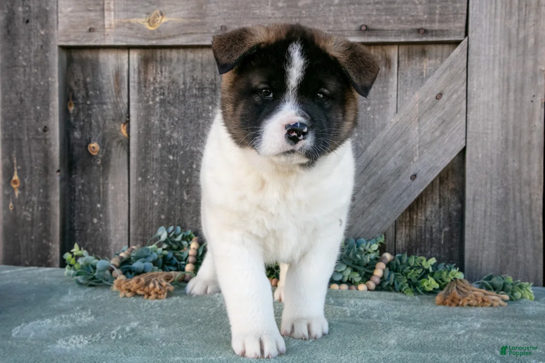 Akita dogs for sale: Savanah  - Ad 3