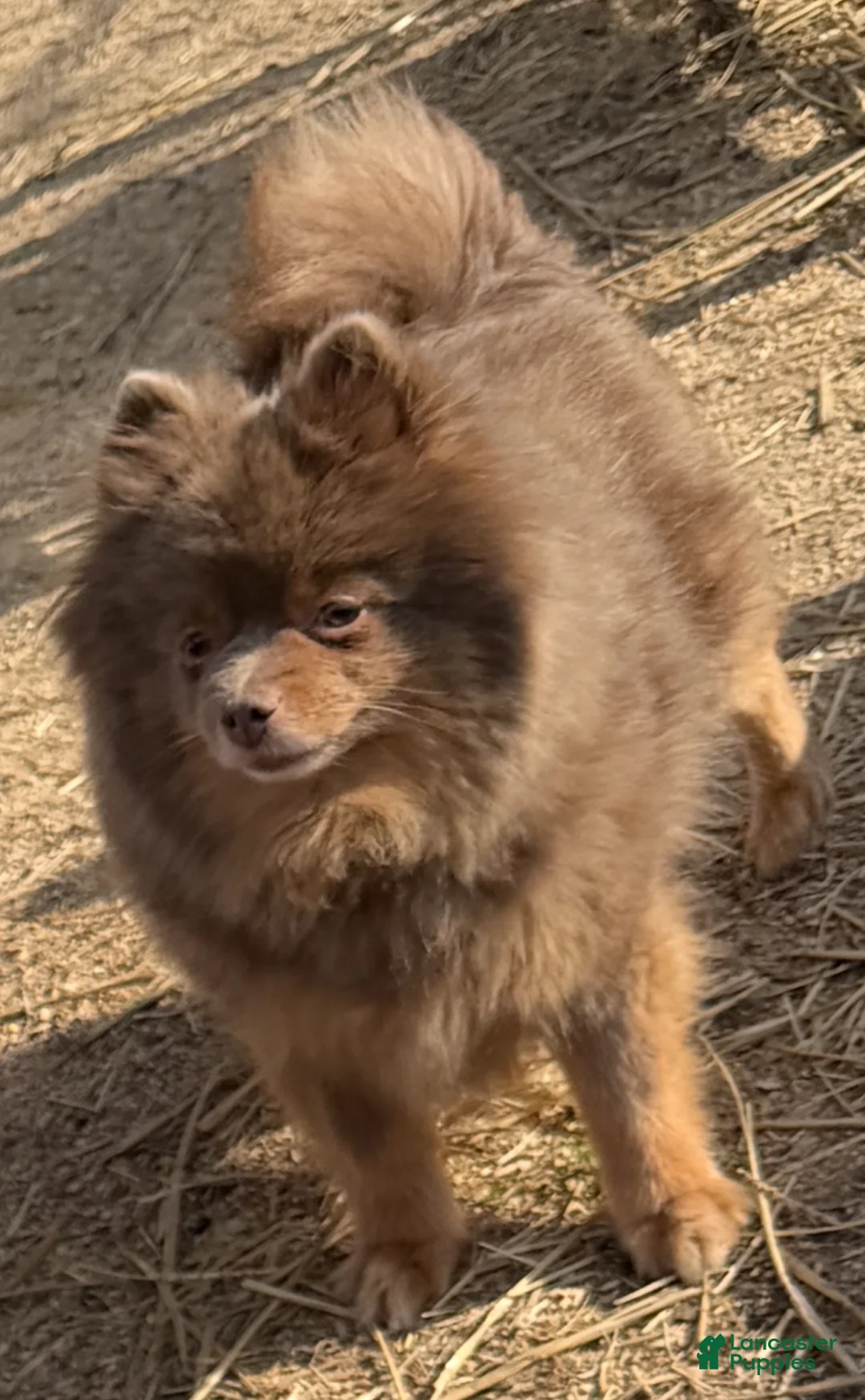 Pomeranian dogs for sale: Pomeranian Puppy 1 - Ad 3