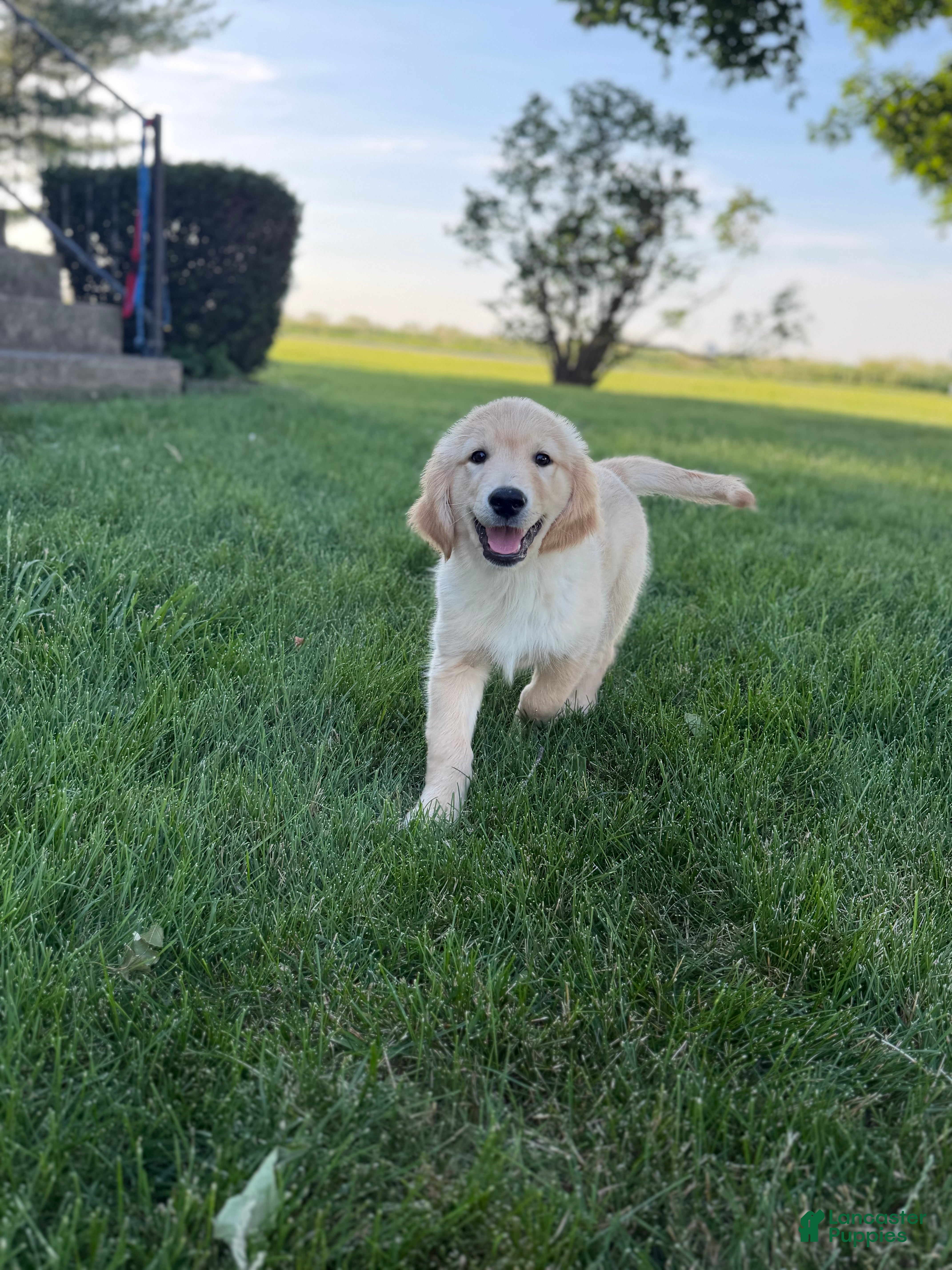 Golden Retriever dogs Sammy Golden Retriever Puppy  - Ad 1