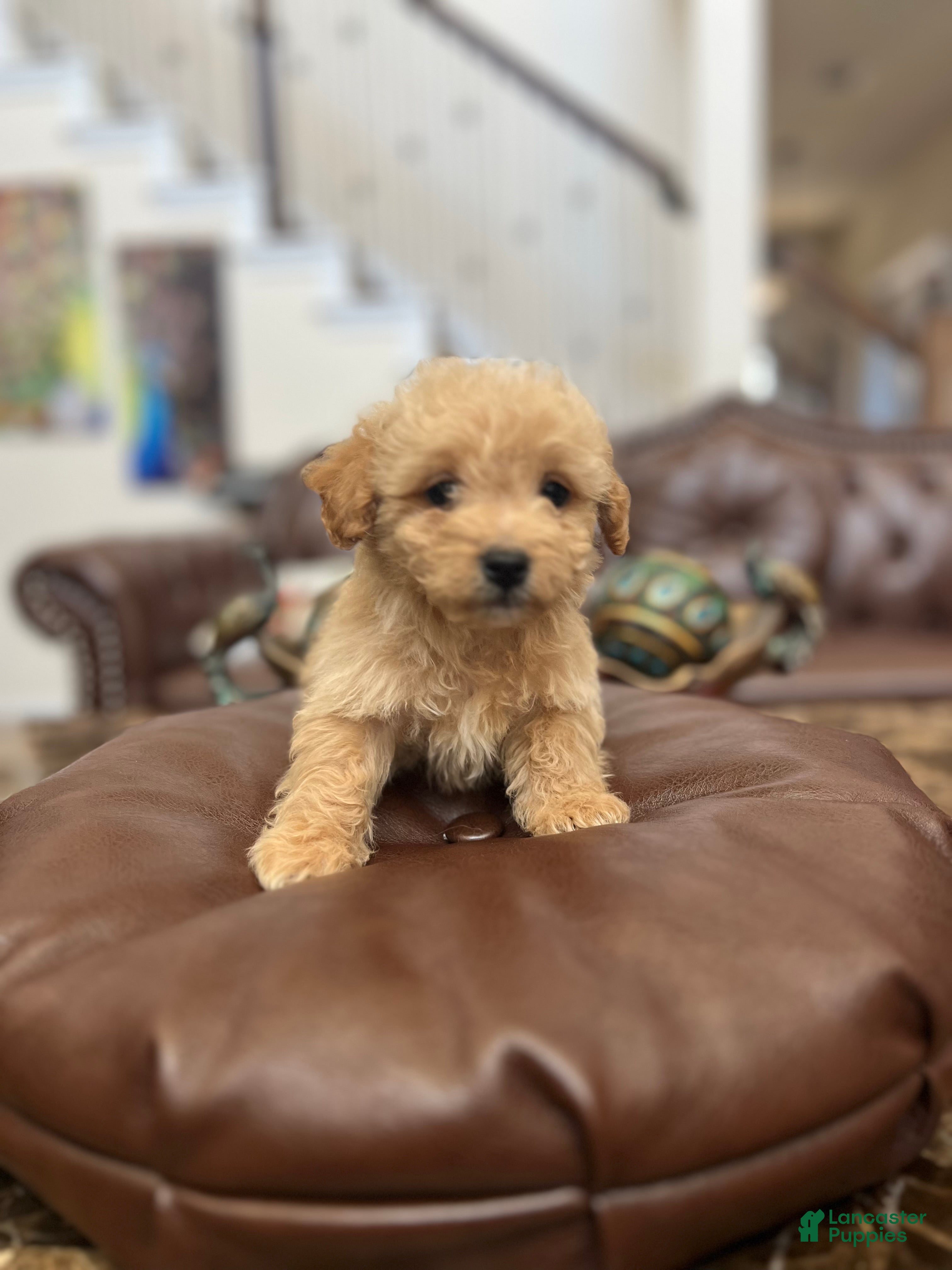 Maltipoo dogs Charly - Ad 7