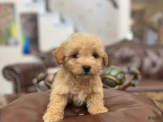 Maltipoo dogs Charly - Ad 7