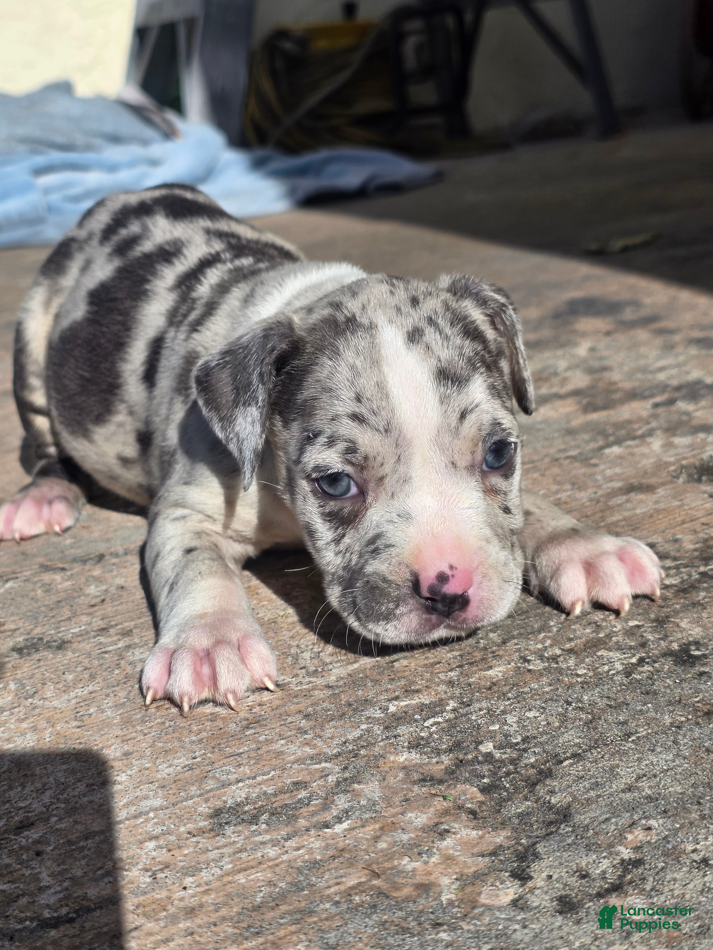 American Bully dogs American Bully 8 - Ad 38