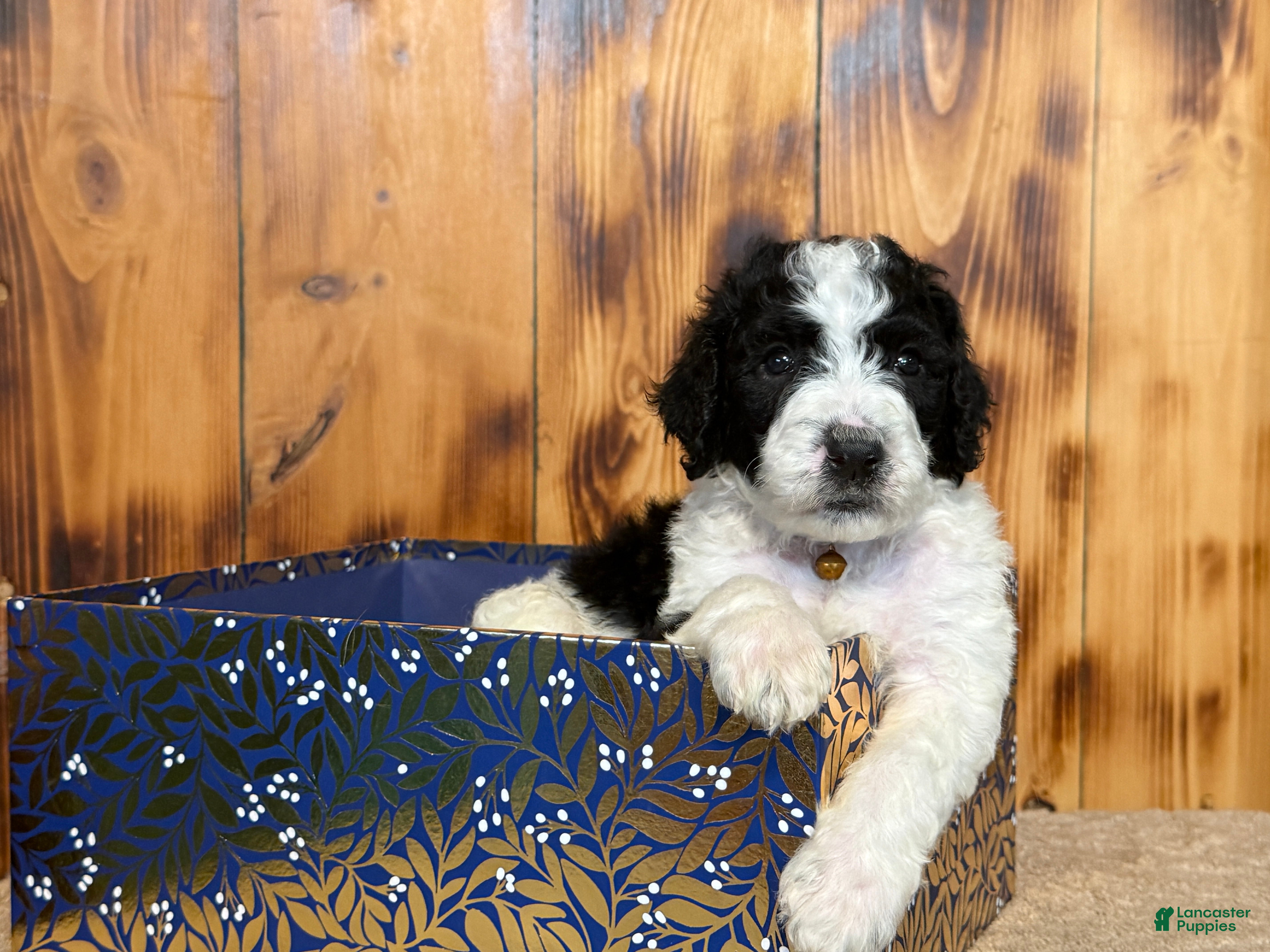 Sheepadoodle dogs for sale: Harel - Ad 1