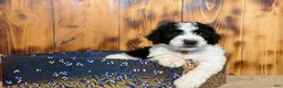 Sheepadoodle dogs for sale: Harel - Ad 1