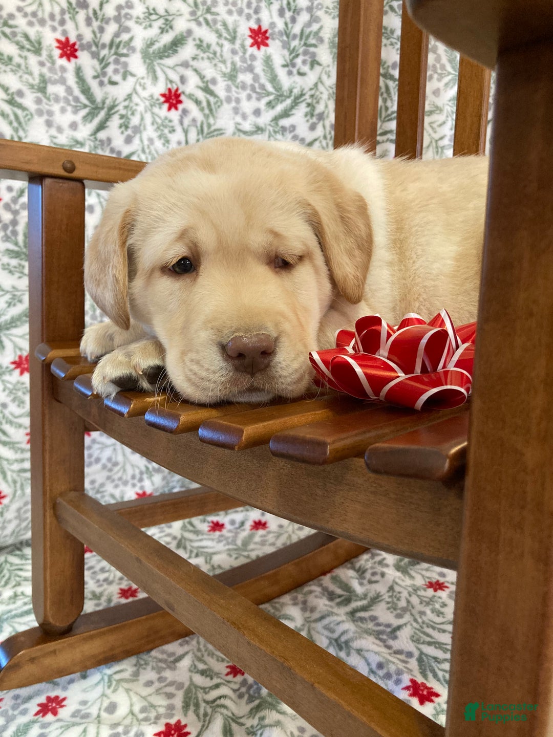 Labrador Retriever dogs for sale: Milfred - Ad 2