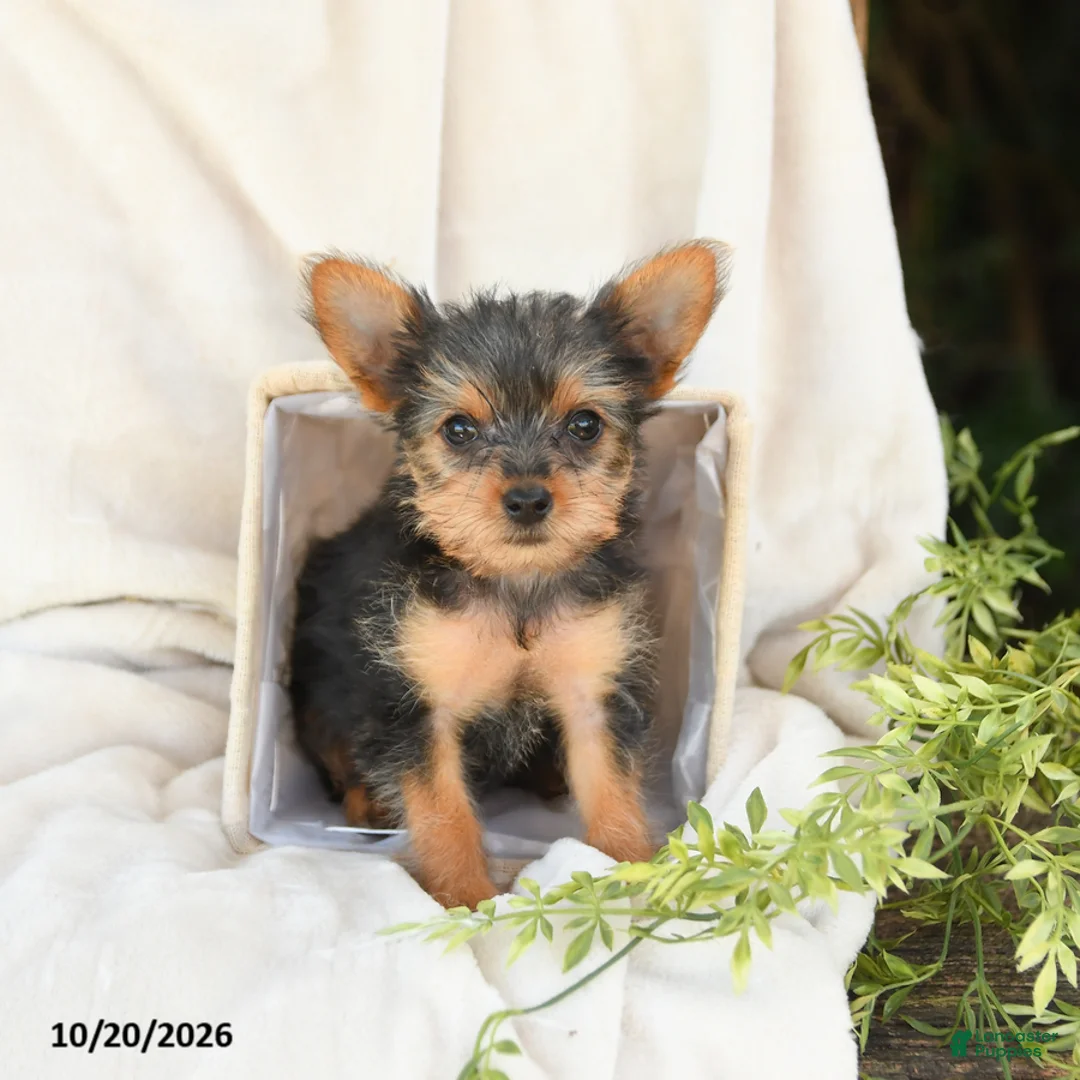Yorkshire Terrier dogs for sale: Bella   - Ad 2