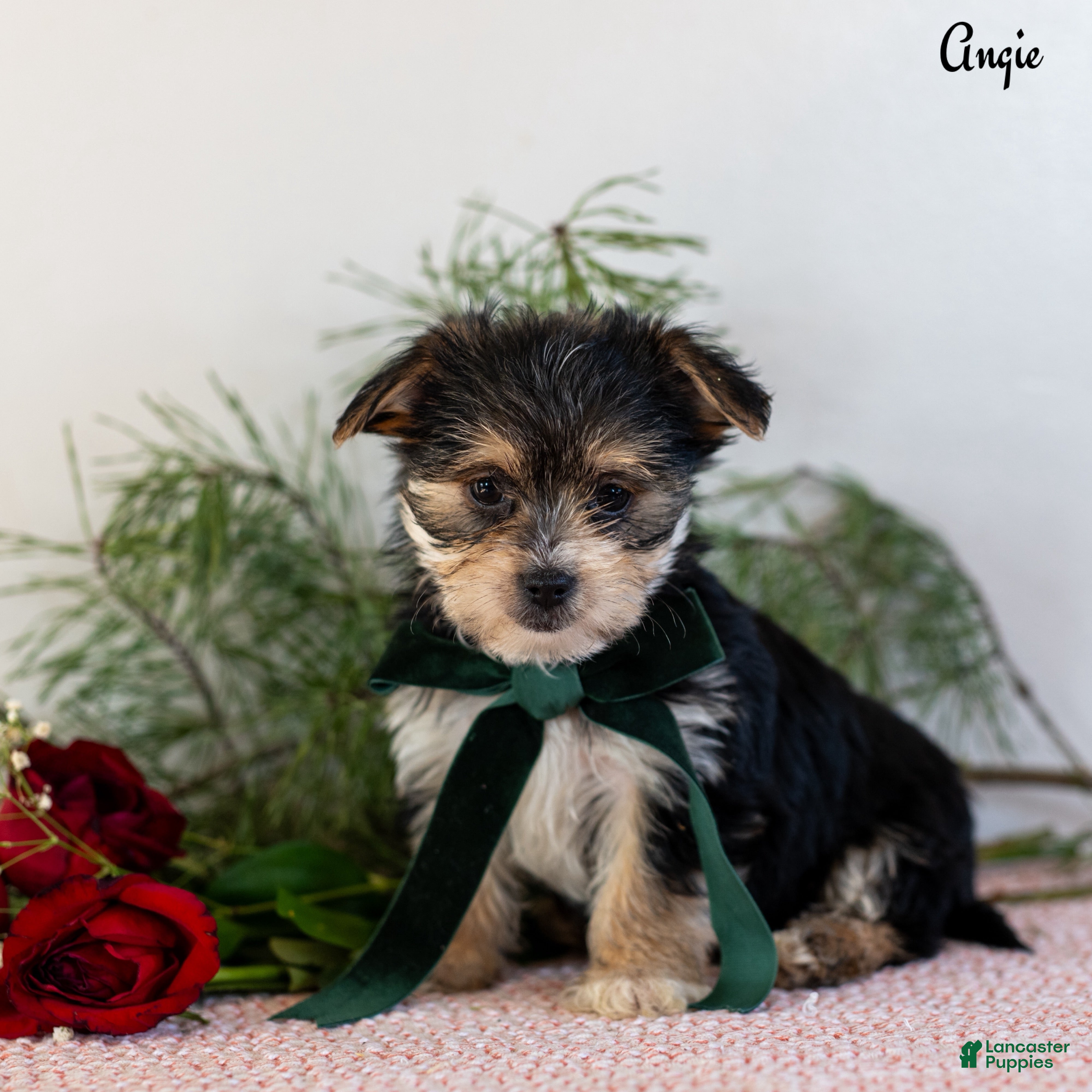 Morkie dogs Angie - Ad 40
