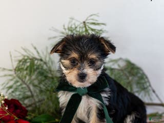Morkie dogs Angie - Ad 41