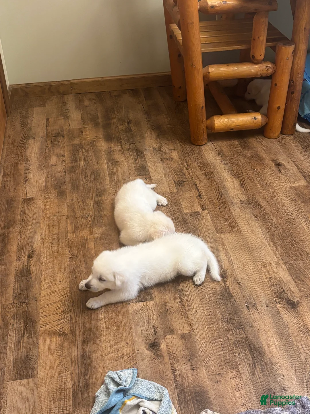 German Shepherd dogs for sale: German Shepherd 4 - Ad 1