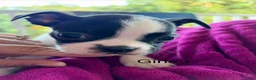 Boston Terrier dogs for sale: Boston Terrier 5 - Ad 8