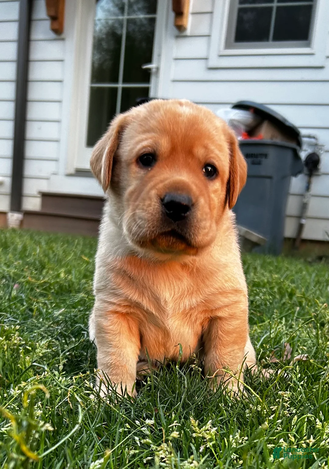 Labrador Retriever dogs for sale: Bucky - Ad 2