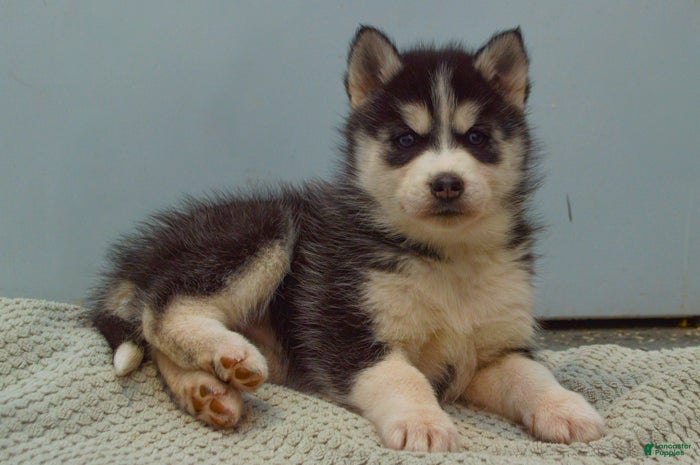 Pomsky dogs Emerson - Ad 25