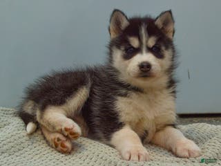 Pomsky dogs Emerson - Ad 8