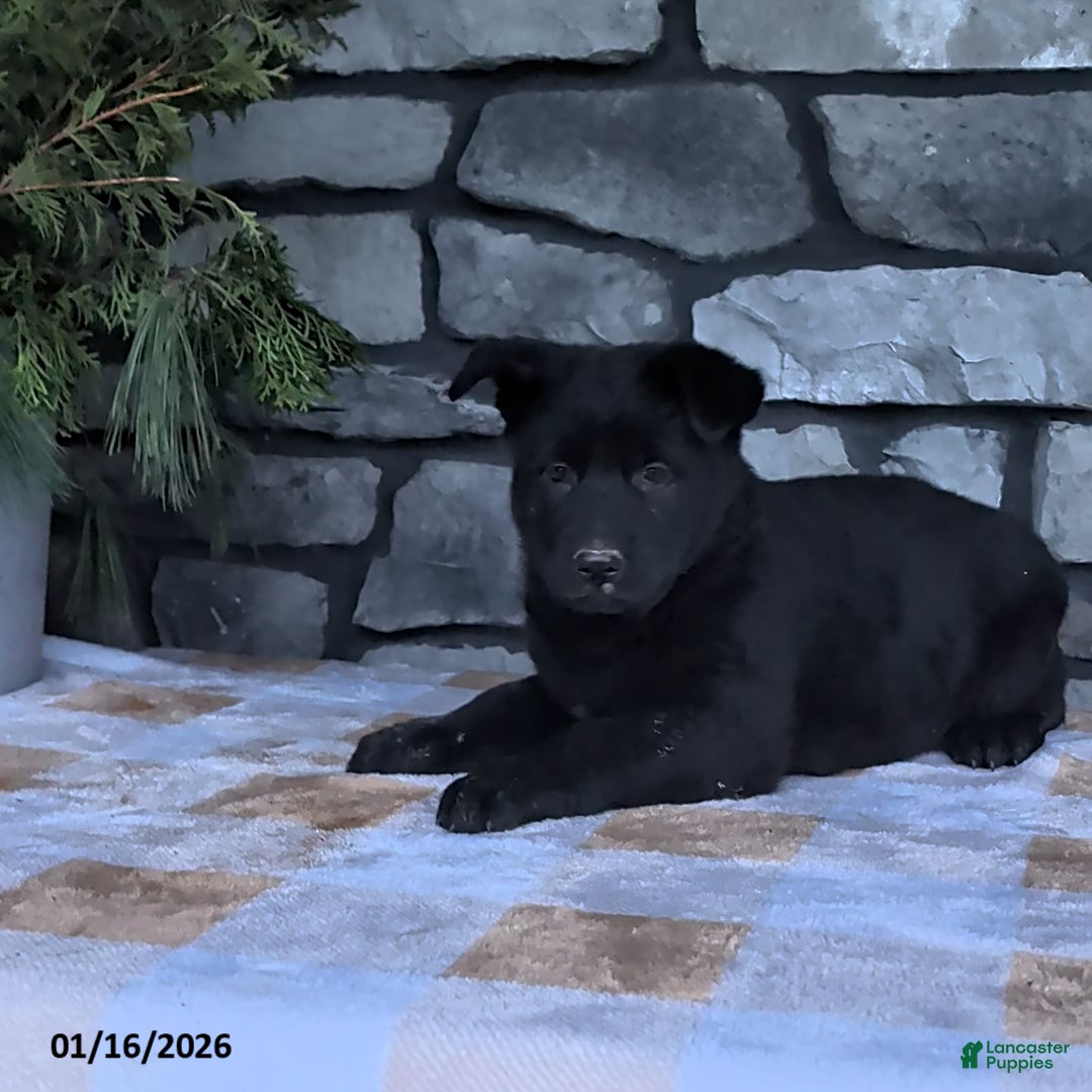 German Shepherd dogs for sale: Bella   - Ad 3