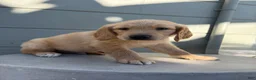 Golden Retriever dogs for sale: Green collar - Ad 3