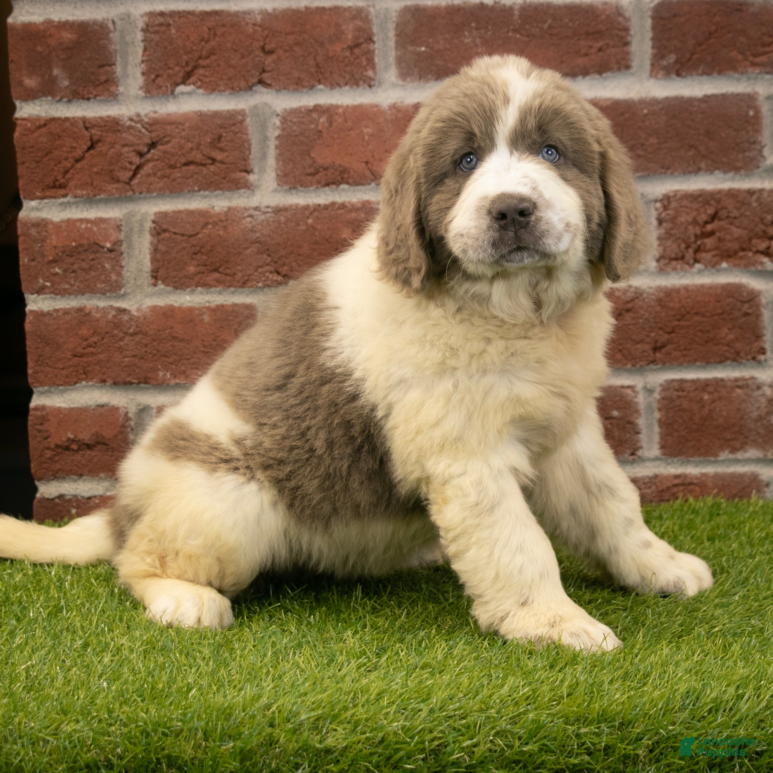 Newfoundland dogs for sale: Megan - Ad 3