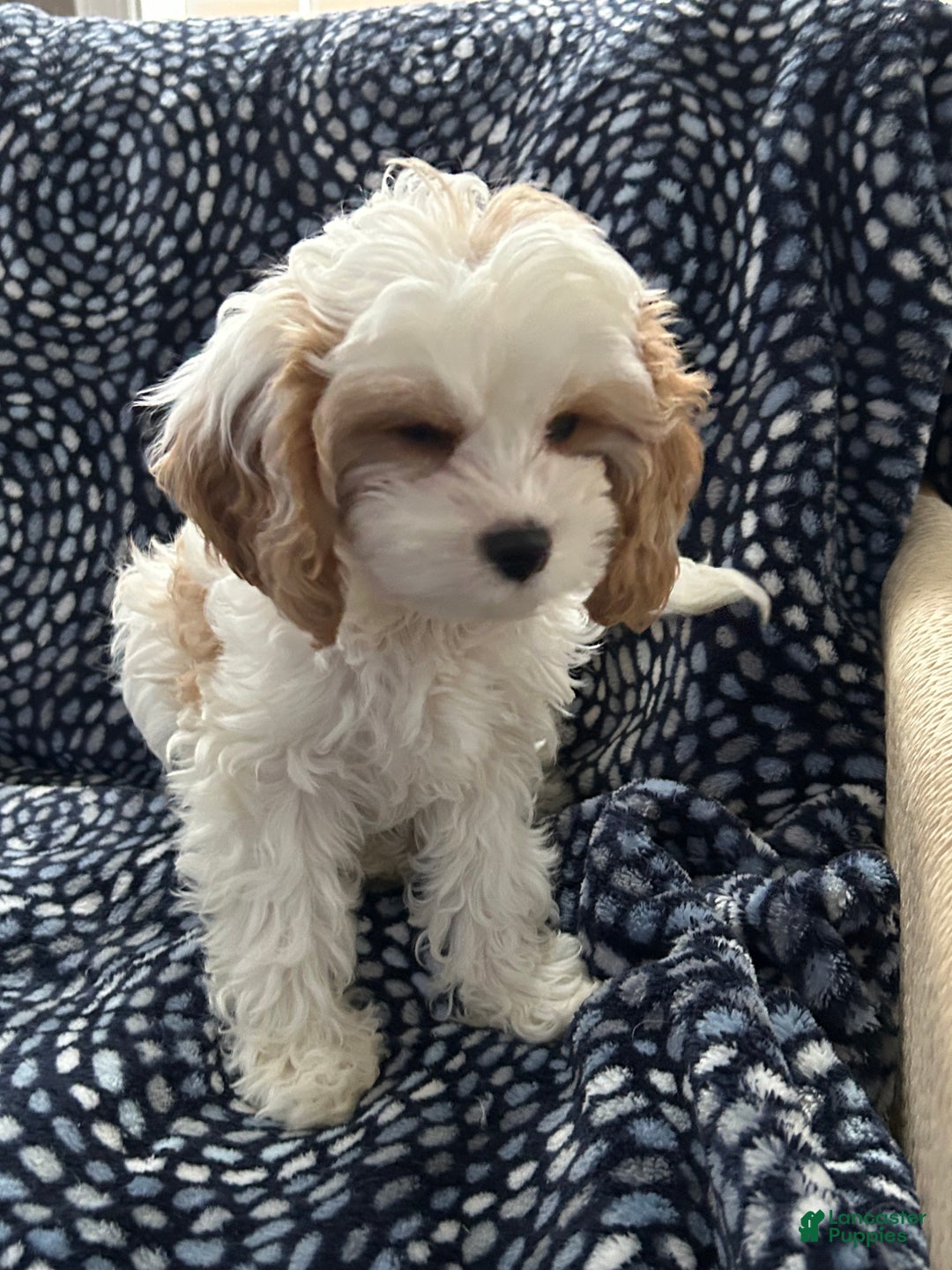 Cavapoo dogs for sale: Cavapoo Puppy 1 - Ad 1
