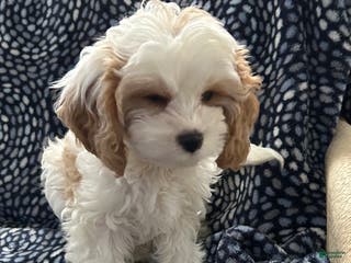 Cavapoo dogs Cavapoo Puppy 1 - Ad 36