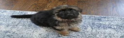 German Shepherd dogs for sale: German Shepherd Long Haired Female - Ad 6