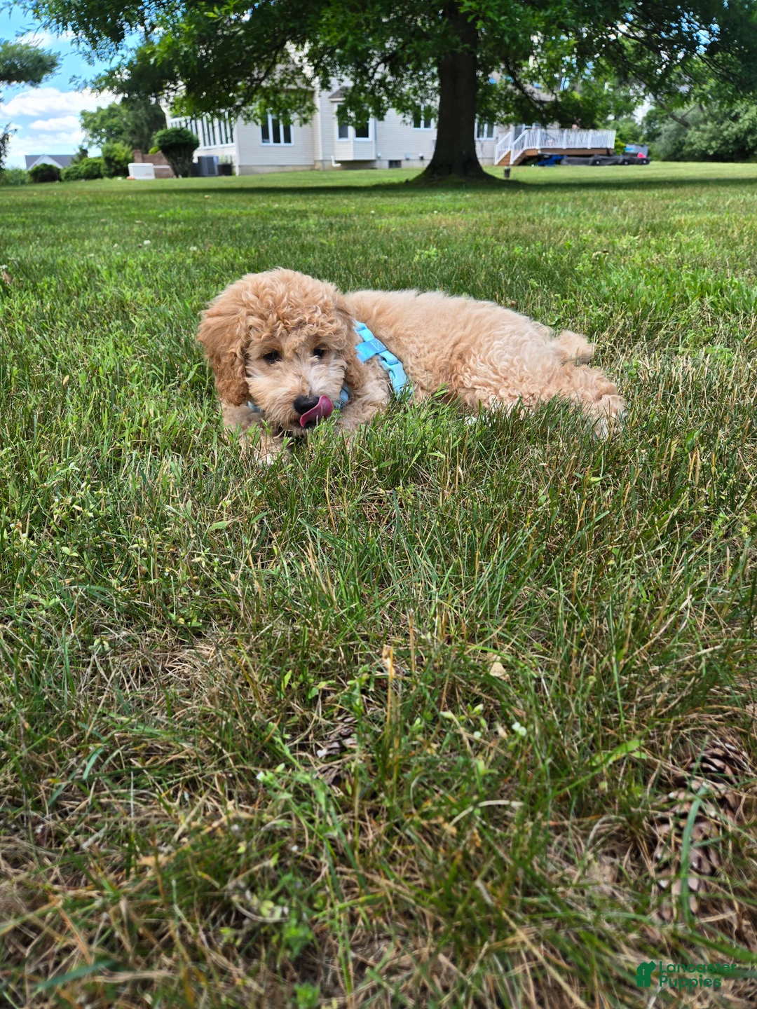 Goldendoodle dogs for sale: Huck - Ad 5